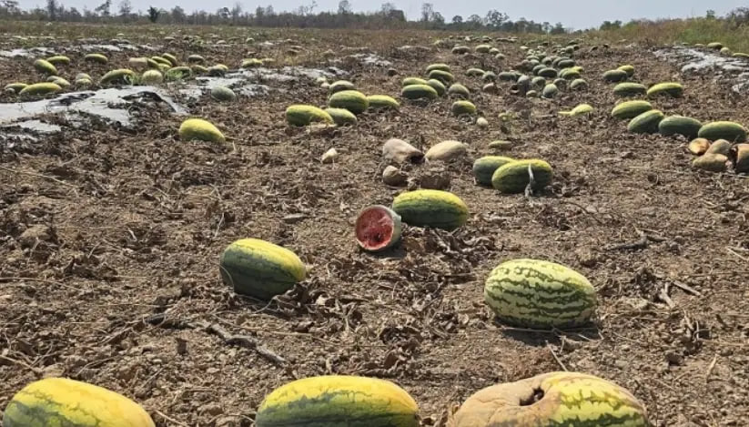 <strong>越南200吨西瓜烂在地里，原因竟是…… </strong>